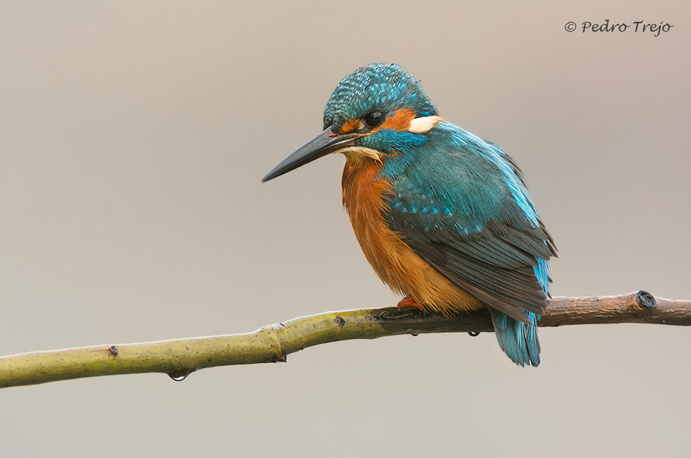 Martín pescador (Alcedo atthis)